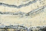 Mammoth Molar Slice With Case - South Carolina #377774-2